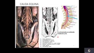 Médula externa e interna de la médula espinal VST2020 [upl. by Poucher]