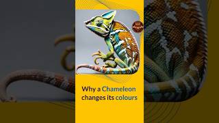 Why a Chameleon changes it’s colours  chameleon divinestory shortvideo [upl. by Fredette]