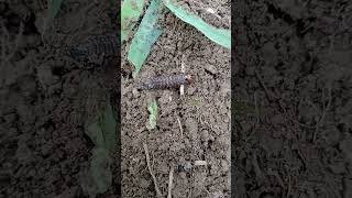 Agrotis ipsilonBlack cutworm [upl. by Orvan365]