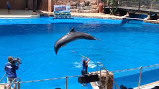 uShaka Marine World Dolphin Show [upl. by Ekeiram]