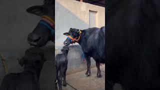 Prince Gujjar dairy form and Saharanpur UP 11 and shortvideo virelvideo [upl. by Muhcan777]