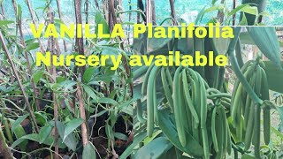 VANILLA PLANIFOLIA NURSERY AVAILABLE AT NE NURSERY [upl. by Croix]