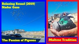 ASMR Sound 2019  Nadur Gozo  The Passion of Pigeons [upl. by Adni]