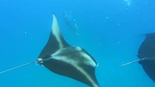 Hanifaru bay Baa Atoll MALDIVES [upl. by Asseniv]