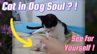 Cat In Dog Soul  🐱←🐶 [upl. by Roye]