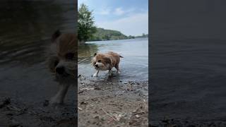 From the groomers to the lake funnydog shorts [upl. by Ken]