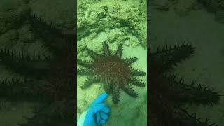 Crownofthorns starfish ⭐️🐟 fishing hawaiioutdoors [upl. by Kato]