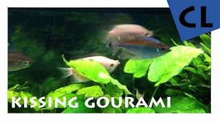 HD Kissing Gourami  Küssender Gurami  Helostoma temminkii  YOUAQUA CLASSIC [upl. by Nnahgaem]