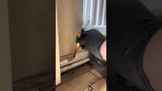 Radiator valve replacement uk plumbing plumber plumberlife [upl. by Ailbert410]