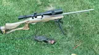 Custom Ruger 1022 Muskrat Control [upl. by Uriah]