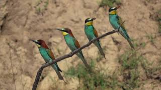 Bee eaters in slow motion with Sony RX10 IV [upl. by Sobel193]