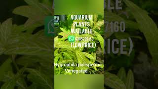 Aquatic plants availablelow tech aquatic plants availablehow to make planted aquarium in telugu [upl. by Adnohsak598]