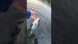 Almaden Reservoir largemouth bass ￼ [upl. by Leihcar]