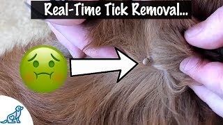 How To Take A Tick Off Your Dog  Professional Dog Training Tips [upl. by Rives]