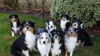 The Unrivaled Work Ethic of Australian Shepherds [upl. by Sharona]