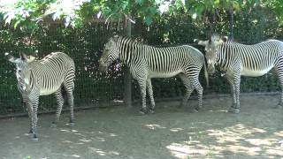 Denver Zoo Zebras On The Move [upl. by Llij]