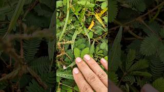 The Mimosa pudica folds its leaves when touched mimosa plants [upl. by Hailat]