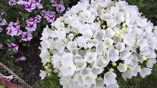 White Clip Campanula Carpatica Bell Flower  In Blooms  Late July [upl. by Aneladgam270]