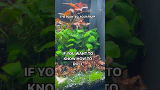 The Planted Aquarium How To Setup And Maintain Tropicalfish Tank Rainbowfish [upl. by Nwadahs]