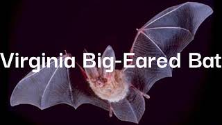 Are they still endangered Virginia BigEared Bat [upl. by Boote]