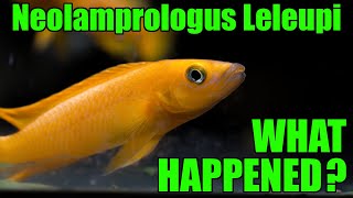 Neolamprologus Leleupi  What happened to them [upl. by Atil]