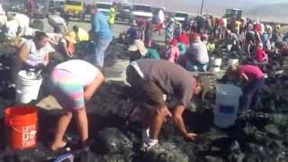 Hanksite Crystal Digging in the mud at Searles Lake in Trona CAKay amp LarryOct 11 2014 [upl. by Enitsua320]