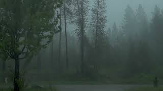 Bellissimo e furioso temporale e pioggia in mezzo al bosco  pioggia rilassante  ASMR  rain [upl. by Haimerej]