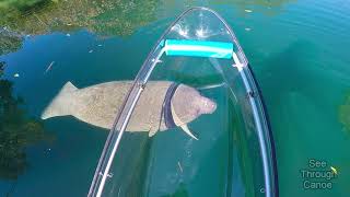 Clear Kayaking in the Crystal Clear Water With Manatees [upl. by Cochrane]