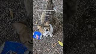 A bittersweet turn of events for this pregnant stray cat💔🥺 shorts [upl. by Notlehs362]