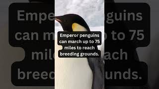 Emperor Penguins Epic 75Mile March 🐧 facts sciencefacts biology [upl. by Earahc]