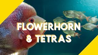 Dither  Target Fish for Flowerhorn Colombian Tetra [upl. by Gnuhn]