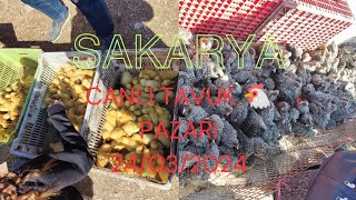 24032024 Sakarya canlı tavuk 🐔 pazarı part 3 [upl. by Nnylyahs]