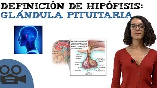 Definición de hipófisis glándula pituitaria [upl. by Duggan243]