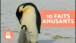 10 CURIOSITÉS sur les MANCHOTS qui vont vous surprendre 🐧 [upl. by Nnylyam]