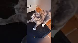 It’s the first time live seen such a timid catcat funncats funny youtubeshorts [upl. by Engapmahc]