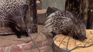 ヤマアラシのお食事 （井の頭自然文化園）Porcupine Feeding Time [upl. by Dripps]