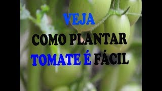 Como plantar tomate em estufa [upl. by Nnylarak]