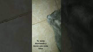 humor comedia comedy miedo novios music tocasthetic cat funny tocabocalife [upl. by Omer]