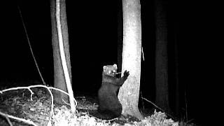 Fisher Cat [upl. by Brewer]