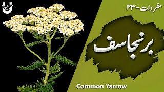 Branjasif  Common Yarrow  برنجاسف [upl. by Bette-Ann]