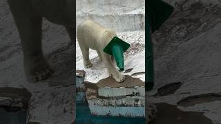 Polar Bear Water Diving shorts [upl. by Icyac]