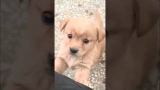 Funny baby dog 🐕dogshotrs animals [upl. by Rufe]