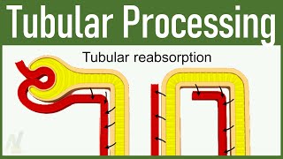 10 Tubular Processing  Tubuloglomerular Feedback amp Glomerulotubular Balance [upl. by Nudd]