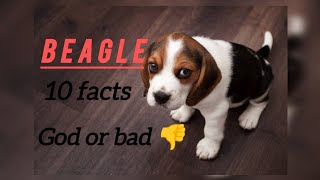 Beagle dog breed facts [upl. by Andrey]