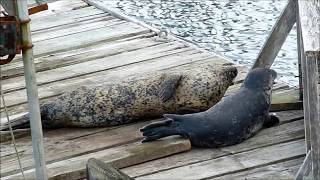 Seal Pup with Seal Mom amp Bald Eagle  Sooke [upl. by Cecilia]