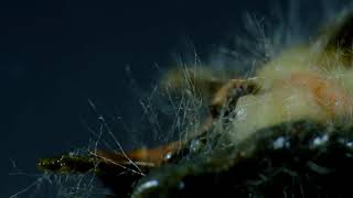 Soil Fungi Mycelium Time lapse [upl. by Frulla676]