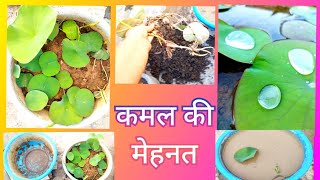 1720 Kamal Ki Mehnat  Lotus Pond  Lotus Plant Repoting  कमल का टब क्यों बदलना पड़ा [upl. by Saba]