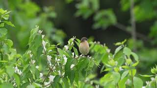 东亚石䳭 Amur Stonechat [upl. by Pul]