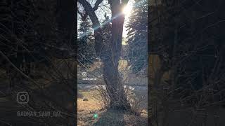 Travel vlog  Kinsmen Park Edmonton Alberta Canada edmonton alberta canada vlog vlogs [upl. by Eojyllib469]