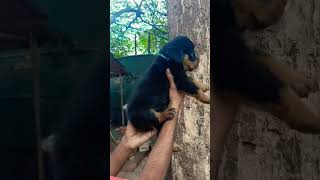 bollywood song love pets doglover doglove [upl. by Aneelehs]